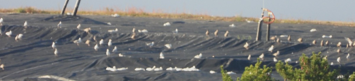 American Herring Gull - ML642072987