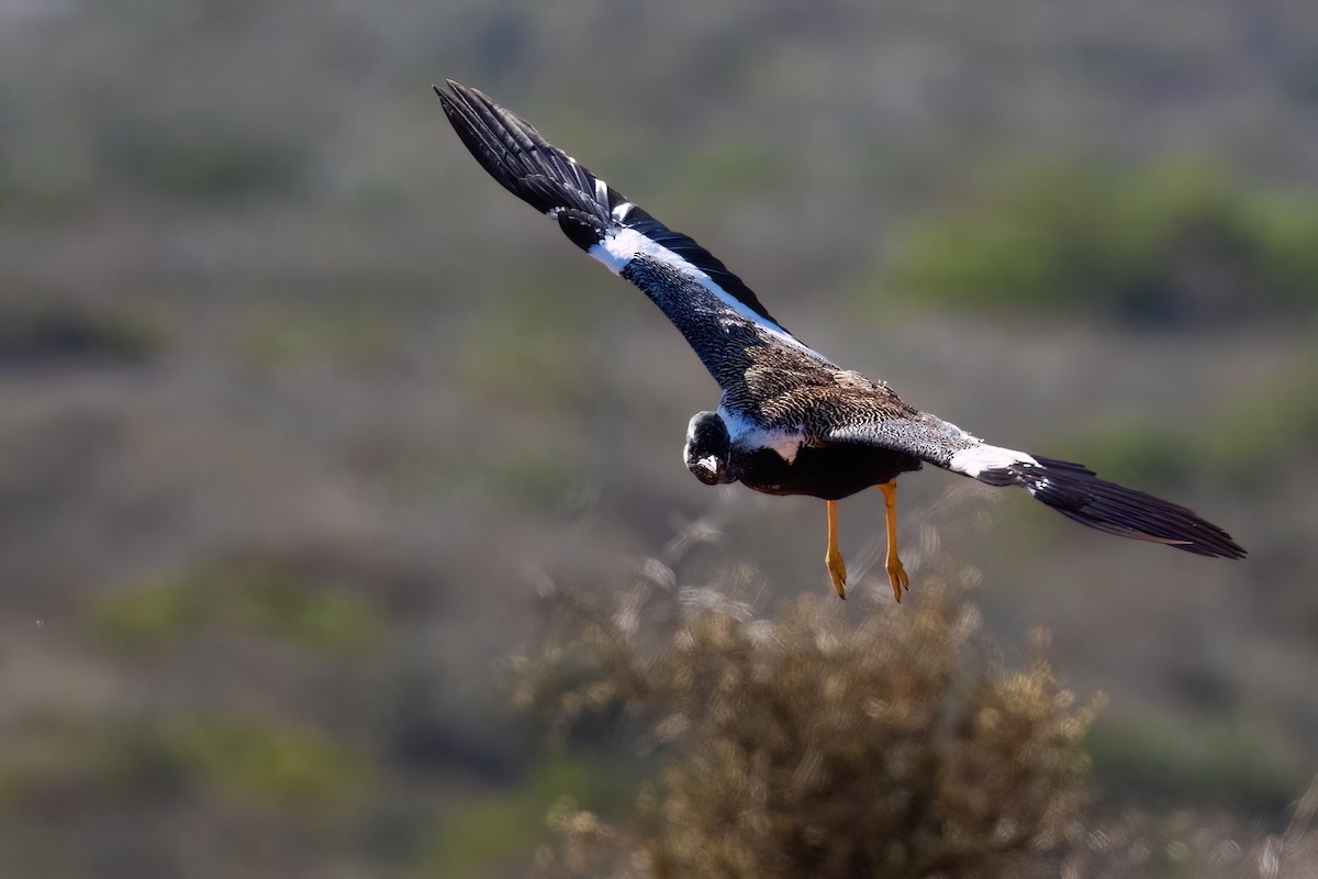Black Bustard - ML642072996