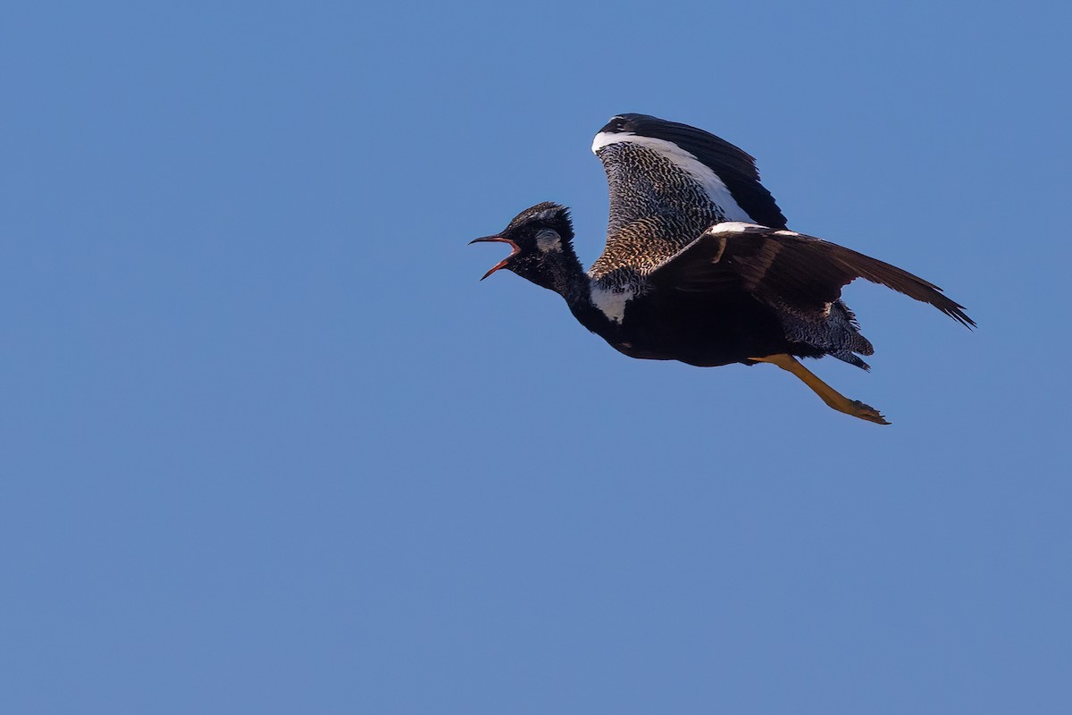 Black Bustard - ML642072997