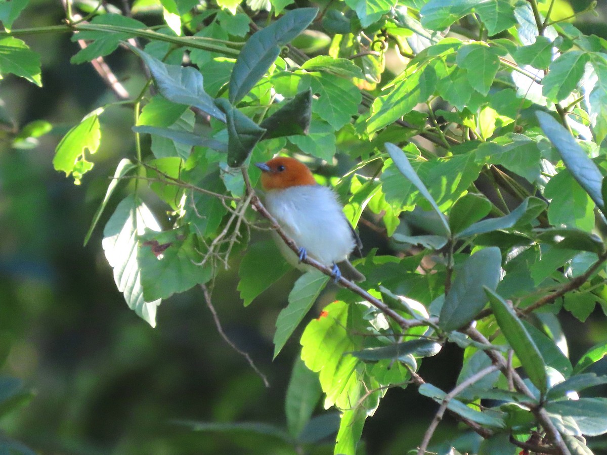 Fulvous-headed Tanager - ML642073010