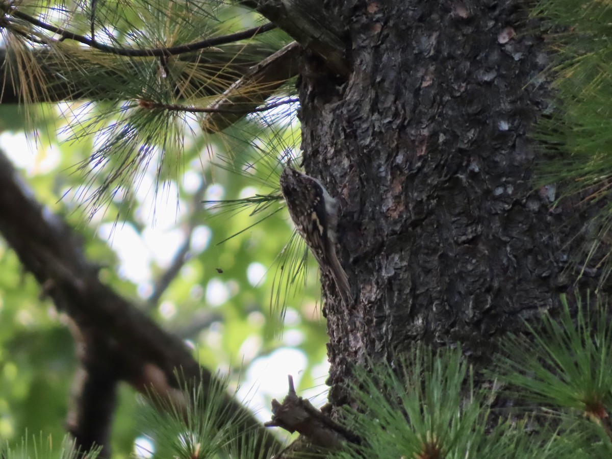 Brown Creeper - ML642073011