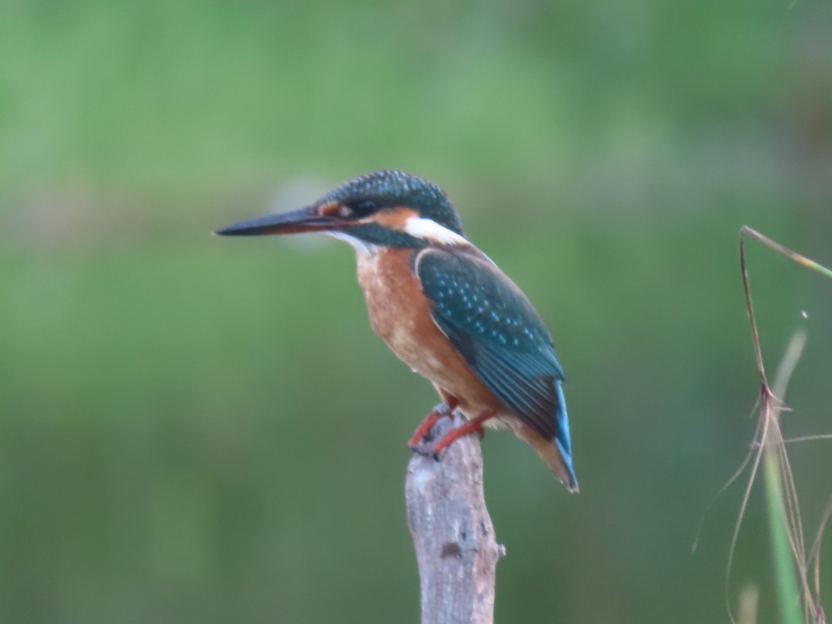 Martin-pêcheur d'Europe - ML642073018