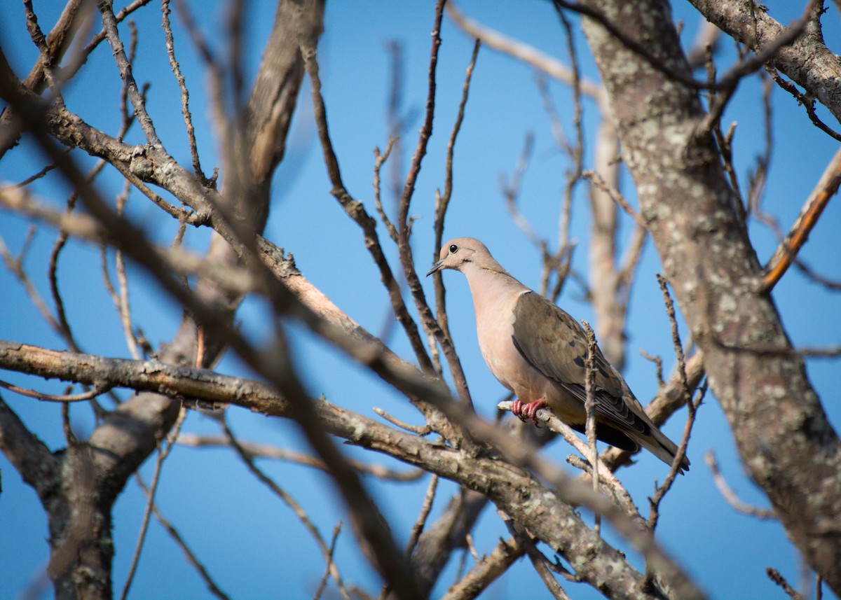 Eared Dove - ML642073021
