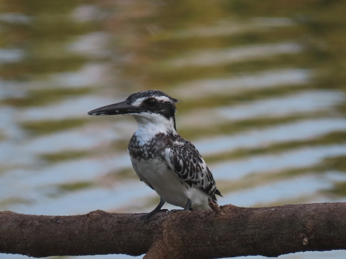 Martin-pêcheur pie - ML642073024