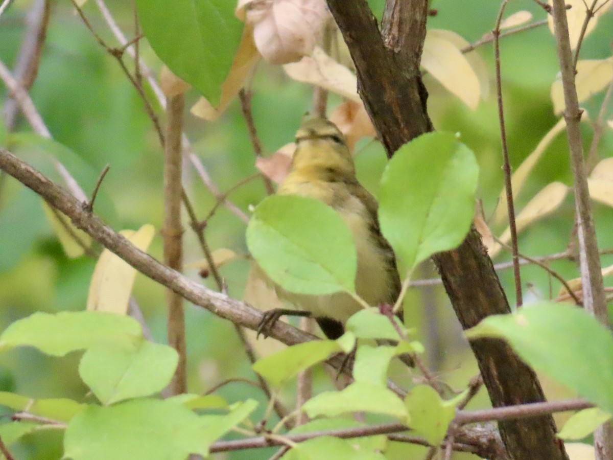 Tennessee Warbler - ML642073030
