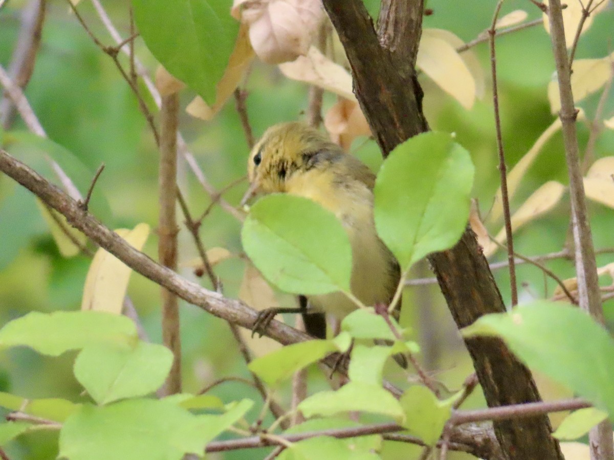 Tennessee Warbler - ML642073031