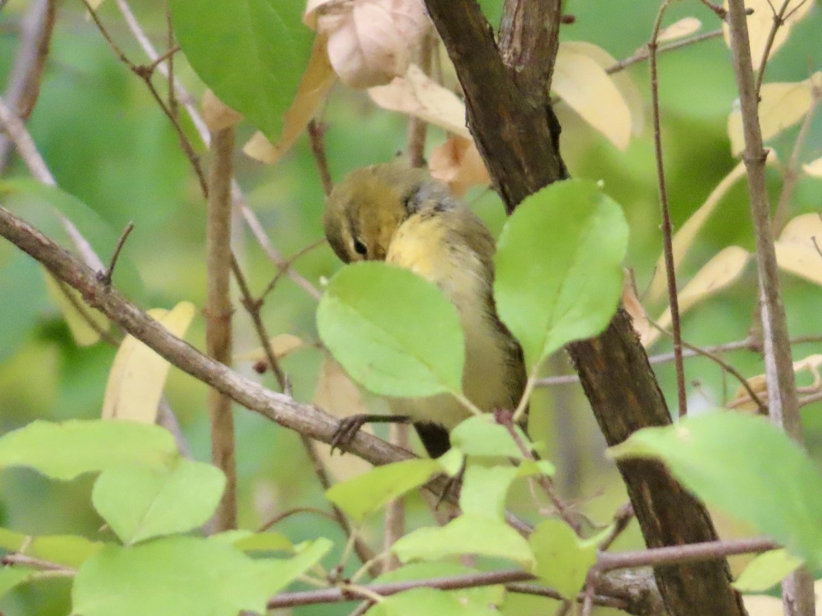 Tennessee Warbler - ML642073032