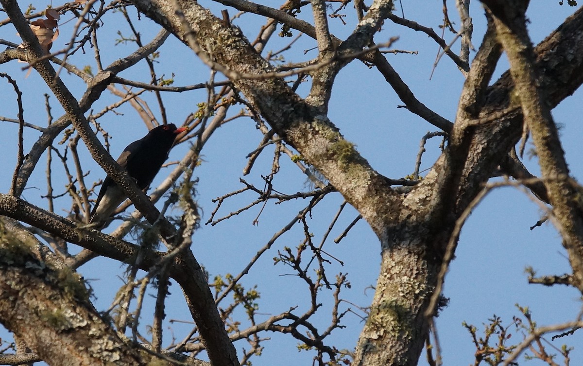 Retz's Helmetshrike - ML642073033