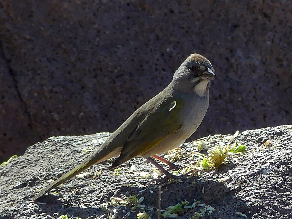 Green-tailed Towhee - ML642073038
