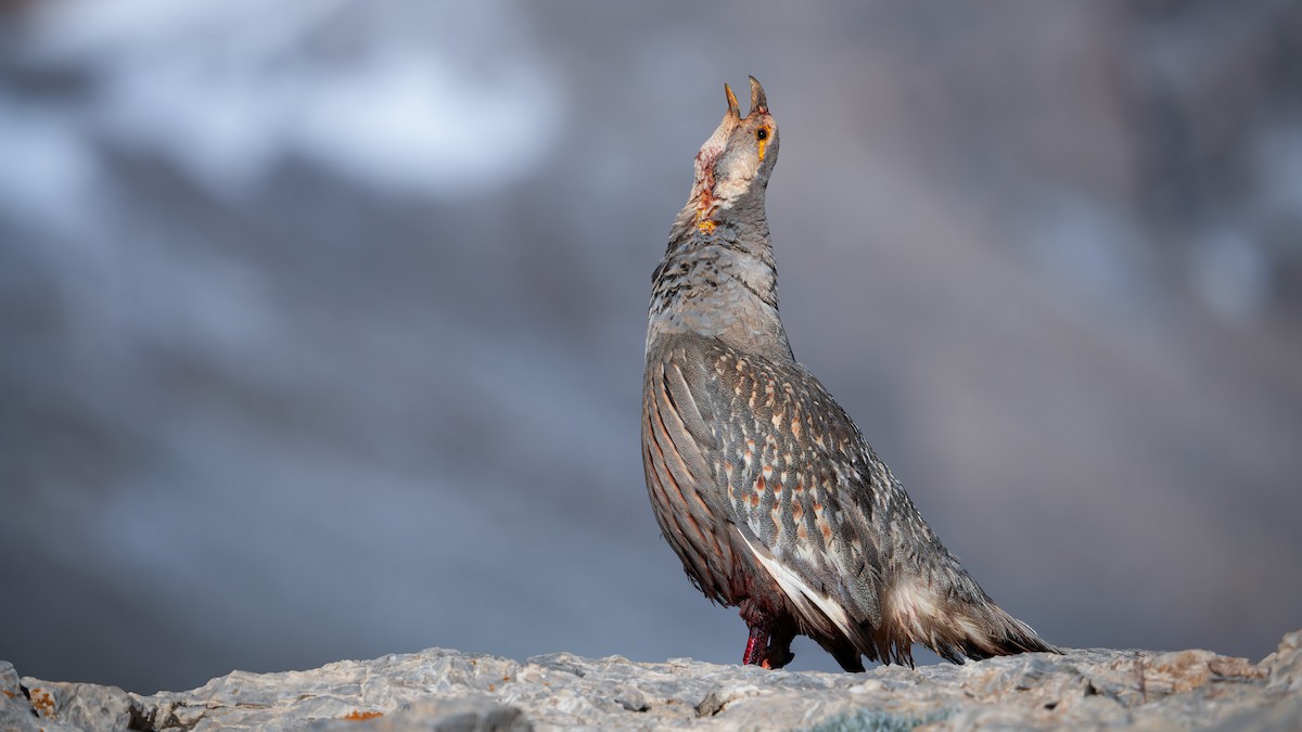 Caspian Snowcock - ML642073045