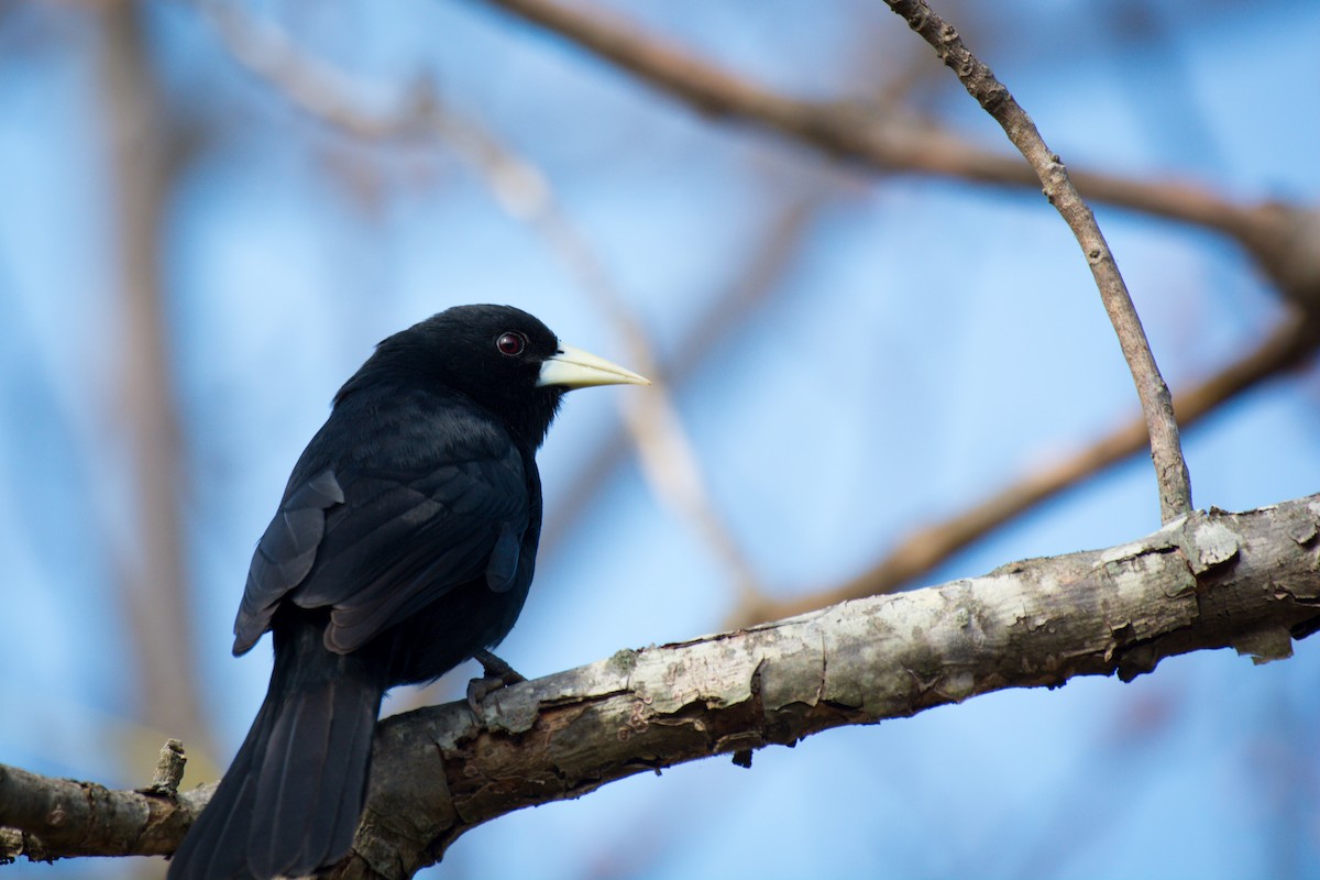 Solitary Black Cacique - ML642073050