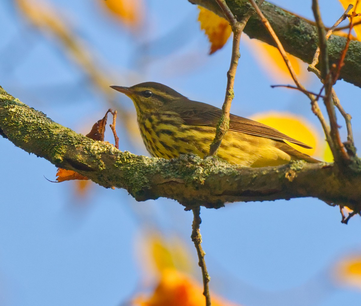Northern Waterthrush - ML642073055