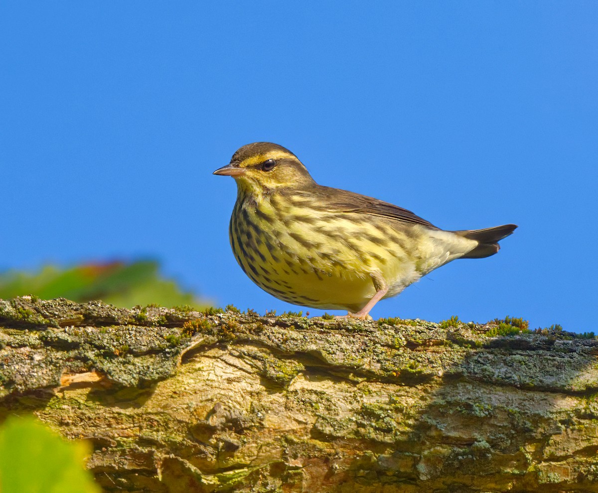 Northern Waterthrush - ML642073056