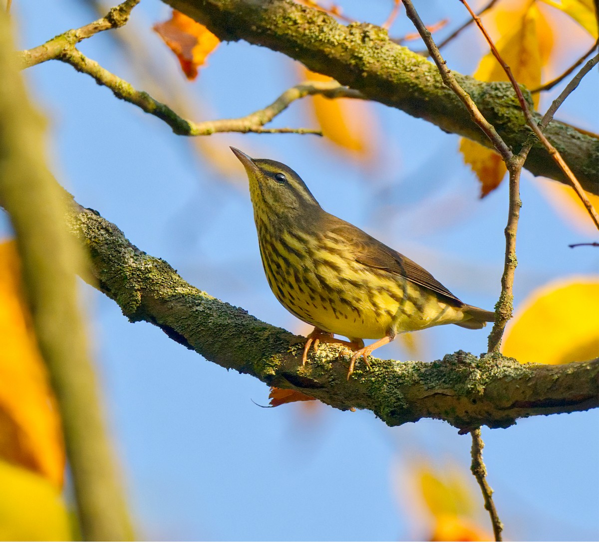 Northern Waterthrush - ML642073057