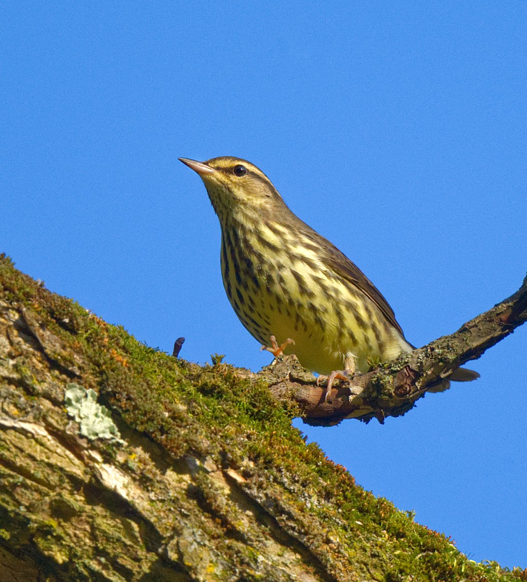 Northern Waterthrush - ML642073058