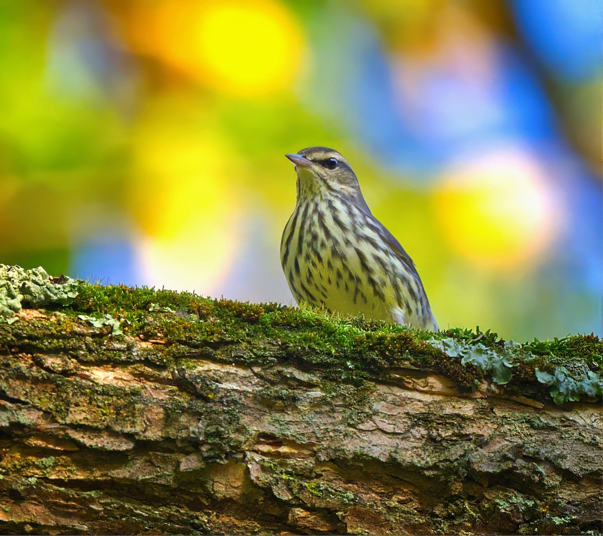 Northern Waterthrush - ML642073059