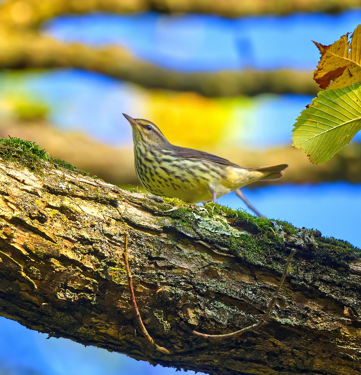 Northern Waterthrush - ML642073060