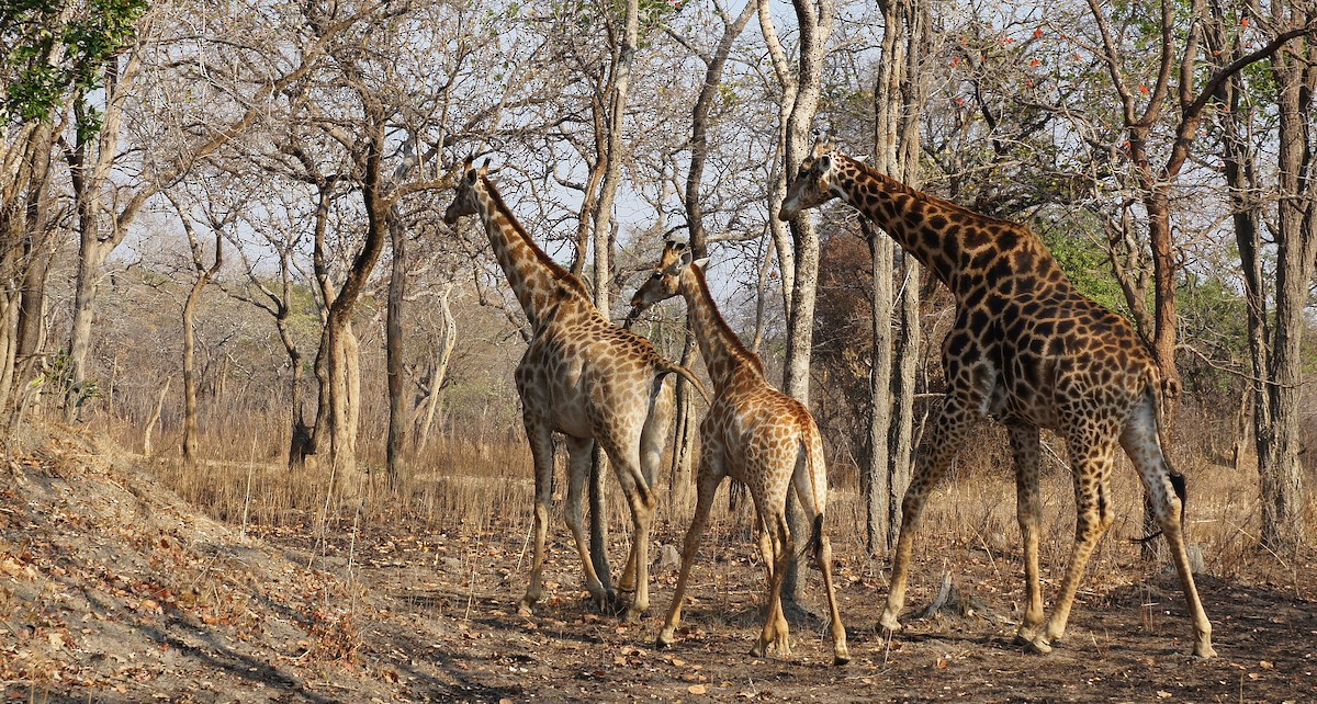 Giraffes - ML642073066