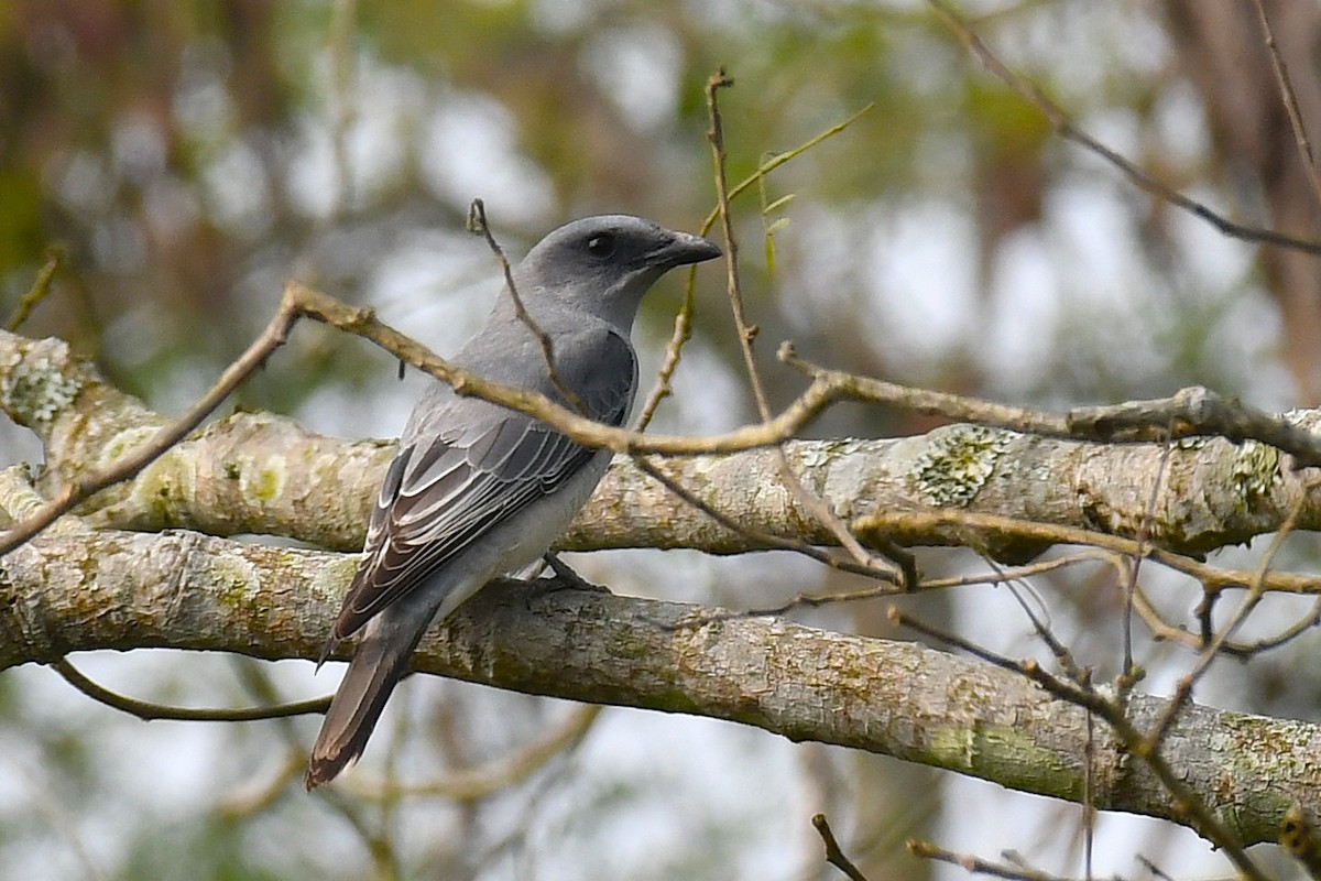 Oriental Cuckooshrike - ML642073098
