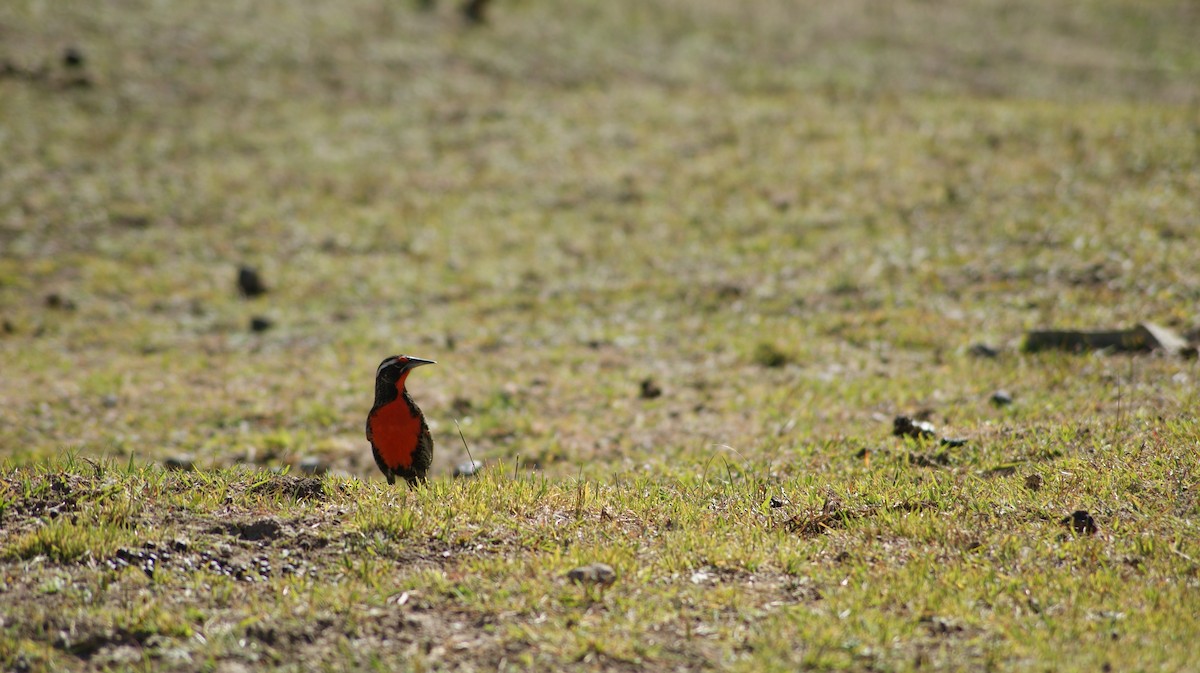 Long-tailed Meadowlark - ML64207311