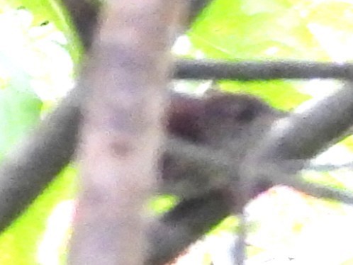 Northern House Wren - ML642073133