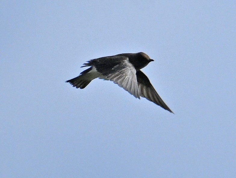 Brown-chested Martin - ML642073135