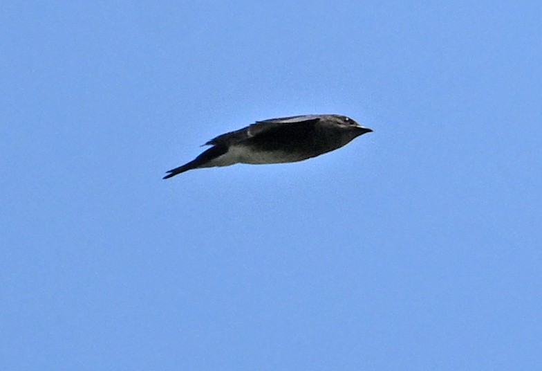 Brown-chested Martin - ML642073136