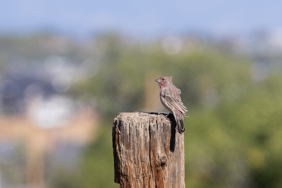 House Finch - ML642073238