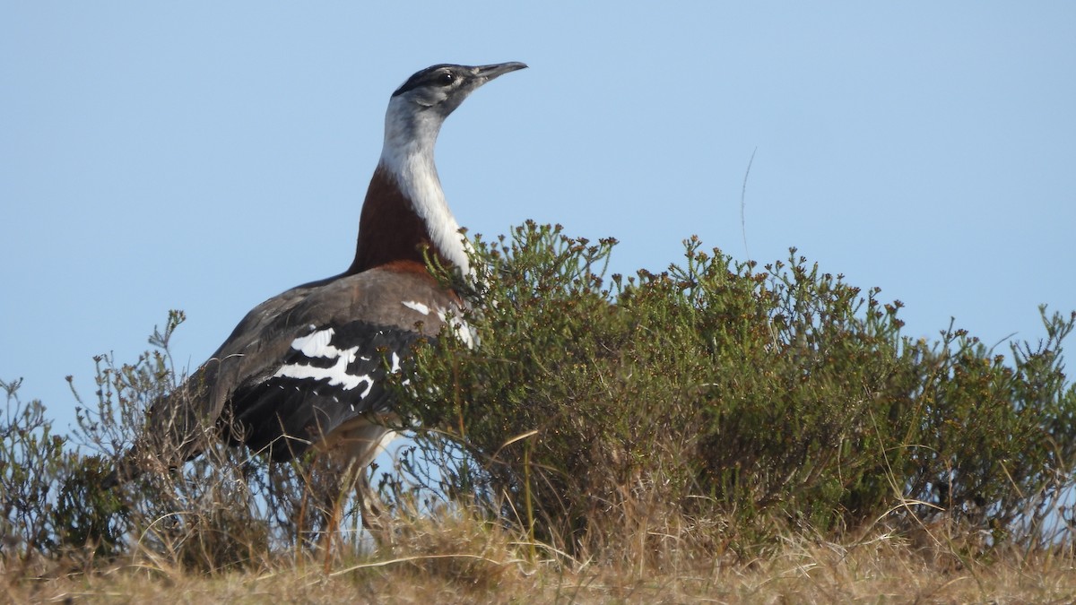 Denham's Bustard - ML642073252