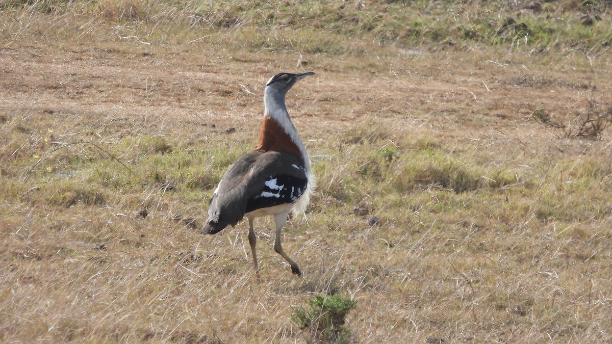 Denham's Bustard - ML642073254