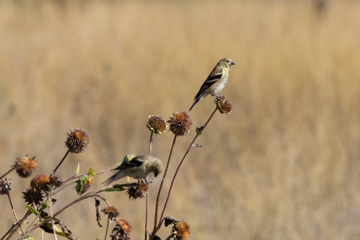 gulstillits - ML642073264
