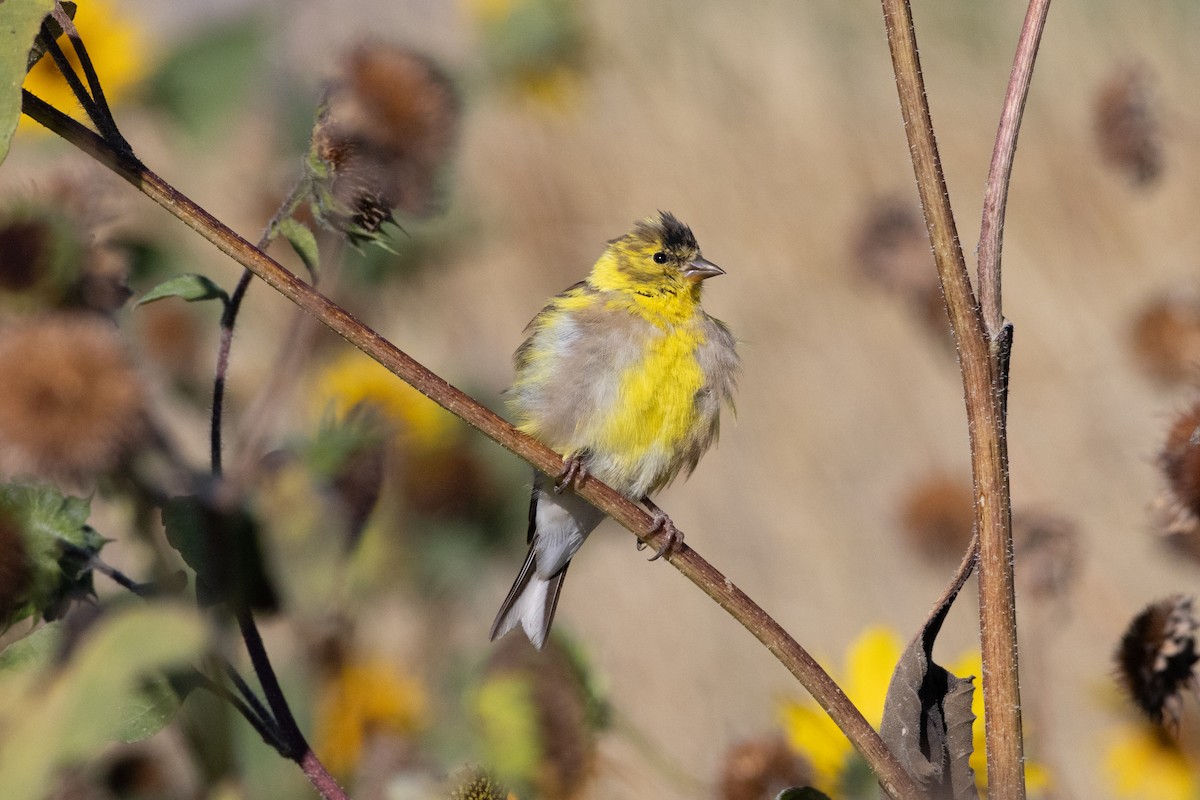 gulstillits - ML642073265
