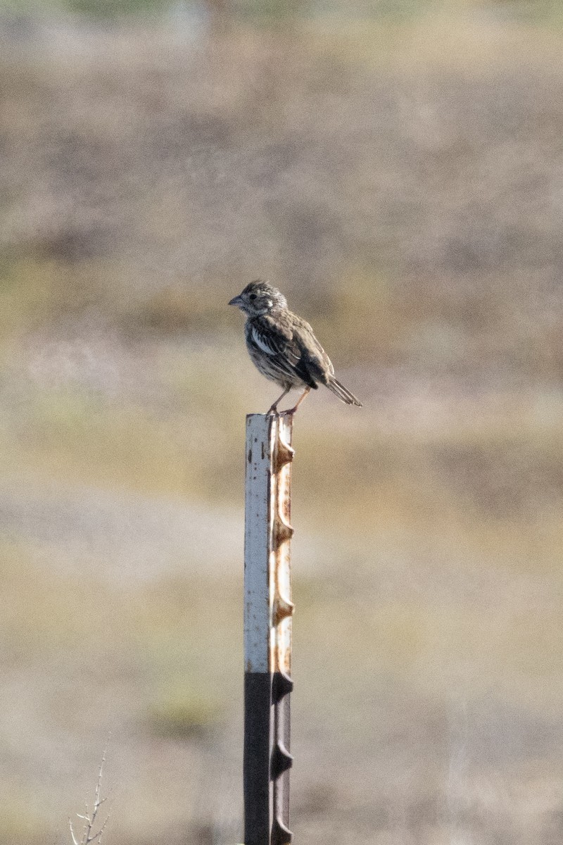 Lark Bunting - ML642073266