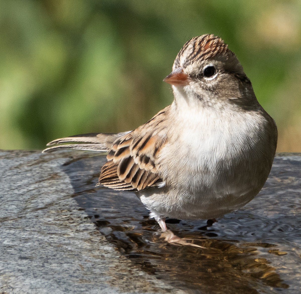 Chipping Sparrow - ML642073274