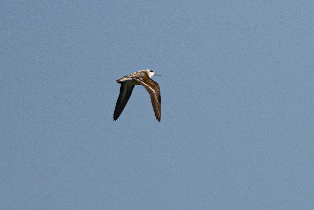 Red-necked Phalarope - ML642073286