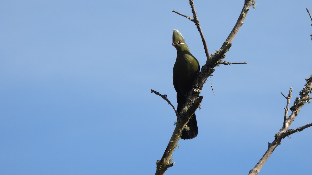 Knysna Turaco - ML642073292