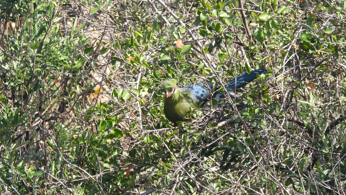 Knysna Turaco - ML642073298