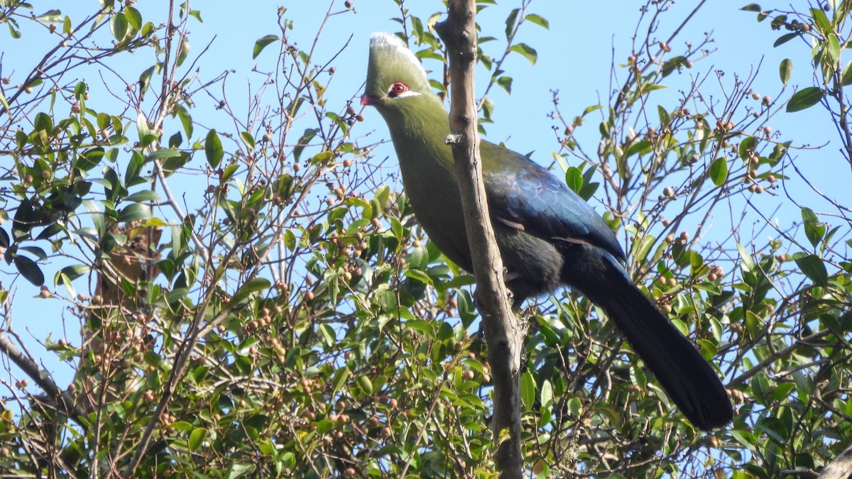 Knysna Turaco - ML642073300