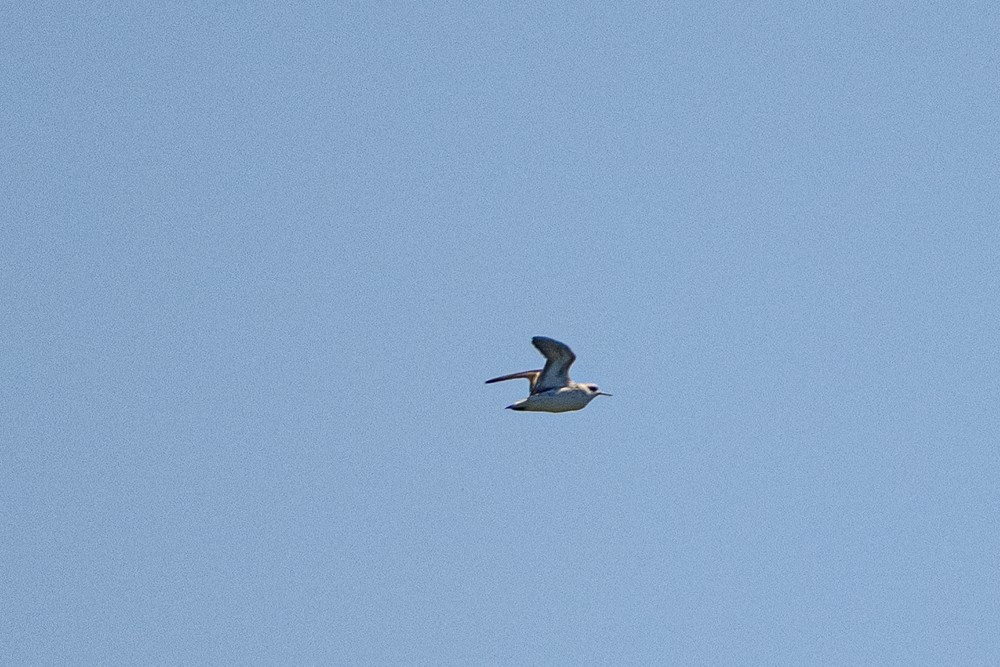 Red-necked Phalarope - ML642073311