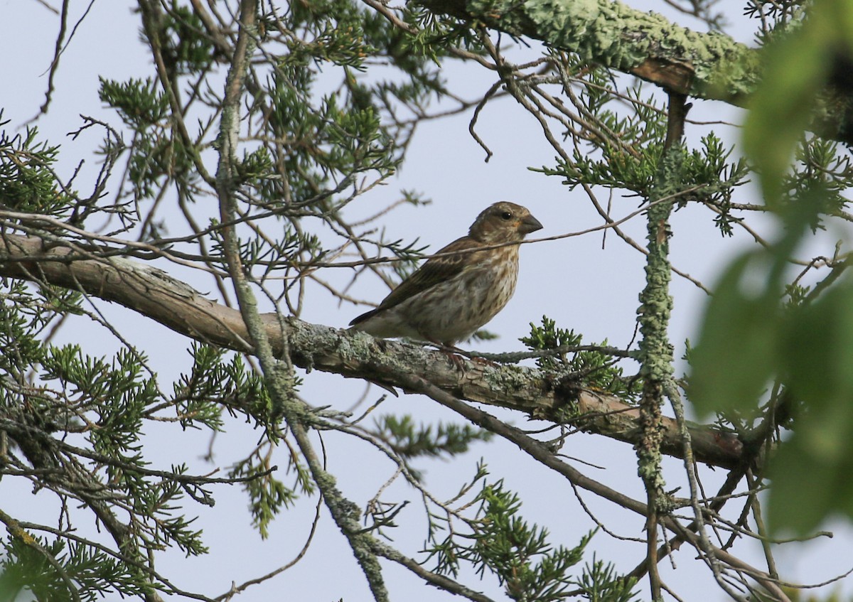 Purple Finch - ML642073314