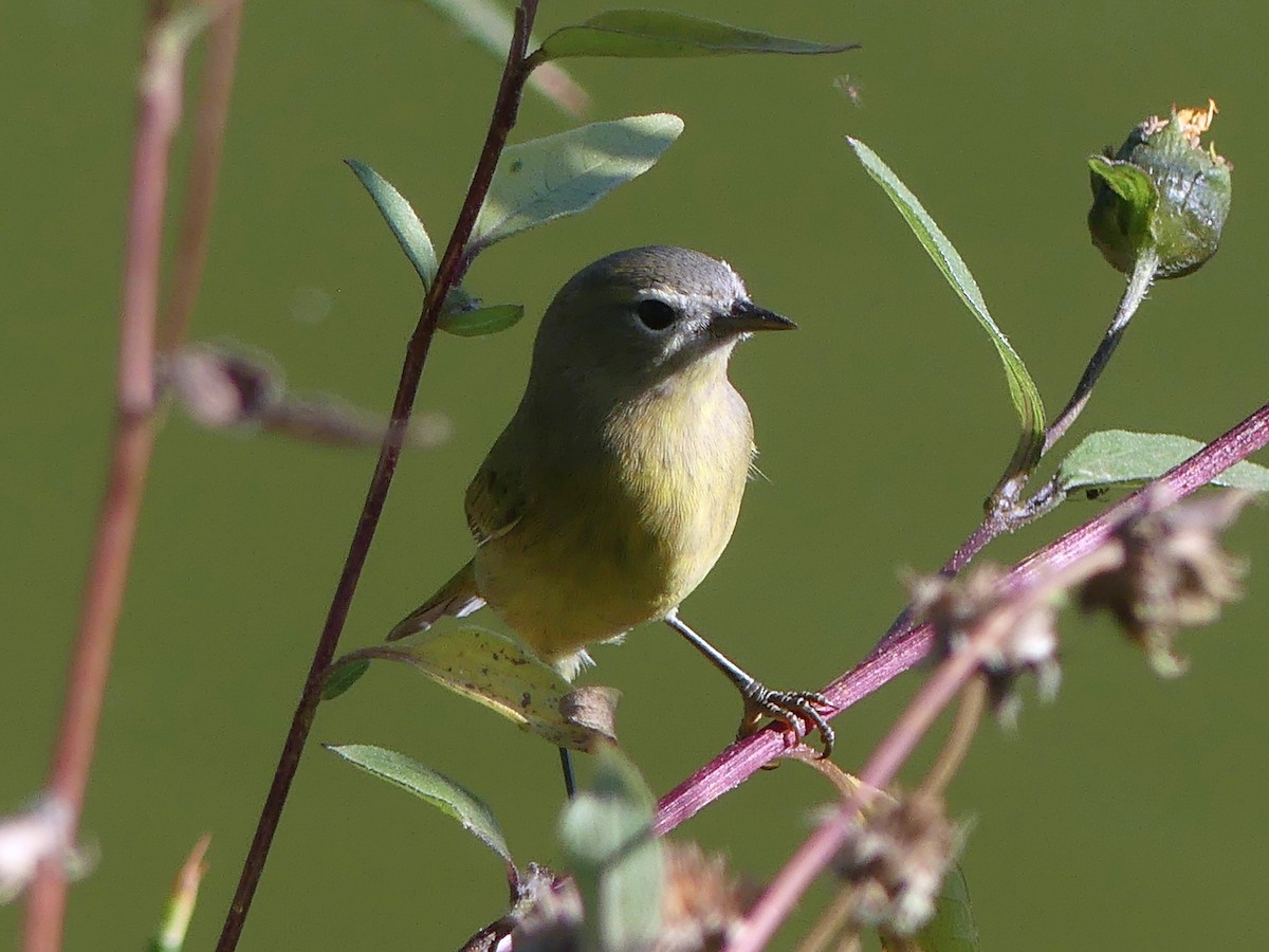 Orange-crowned Warbler - ML642073315