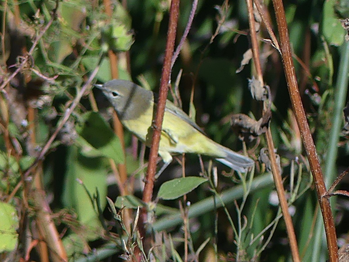 Orange-crowned Warbler - ML642073316