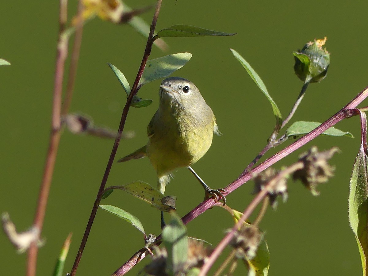 Orange-crowned Warbler - ML642073317