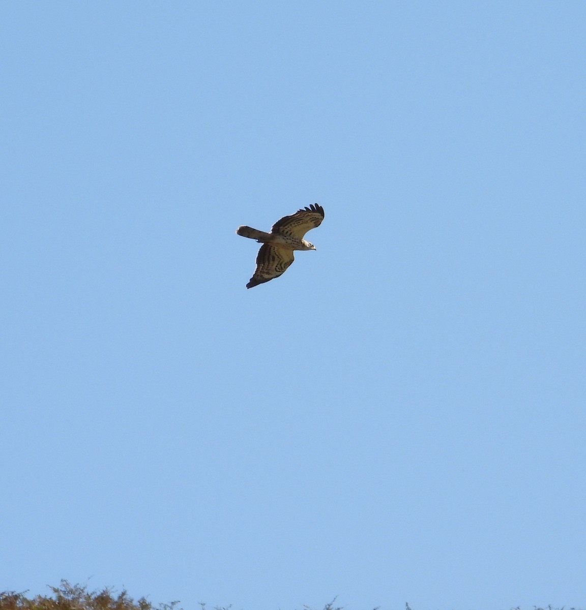 European Honey-buzzard - ML642073318