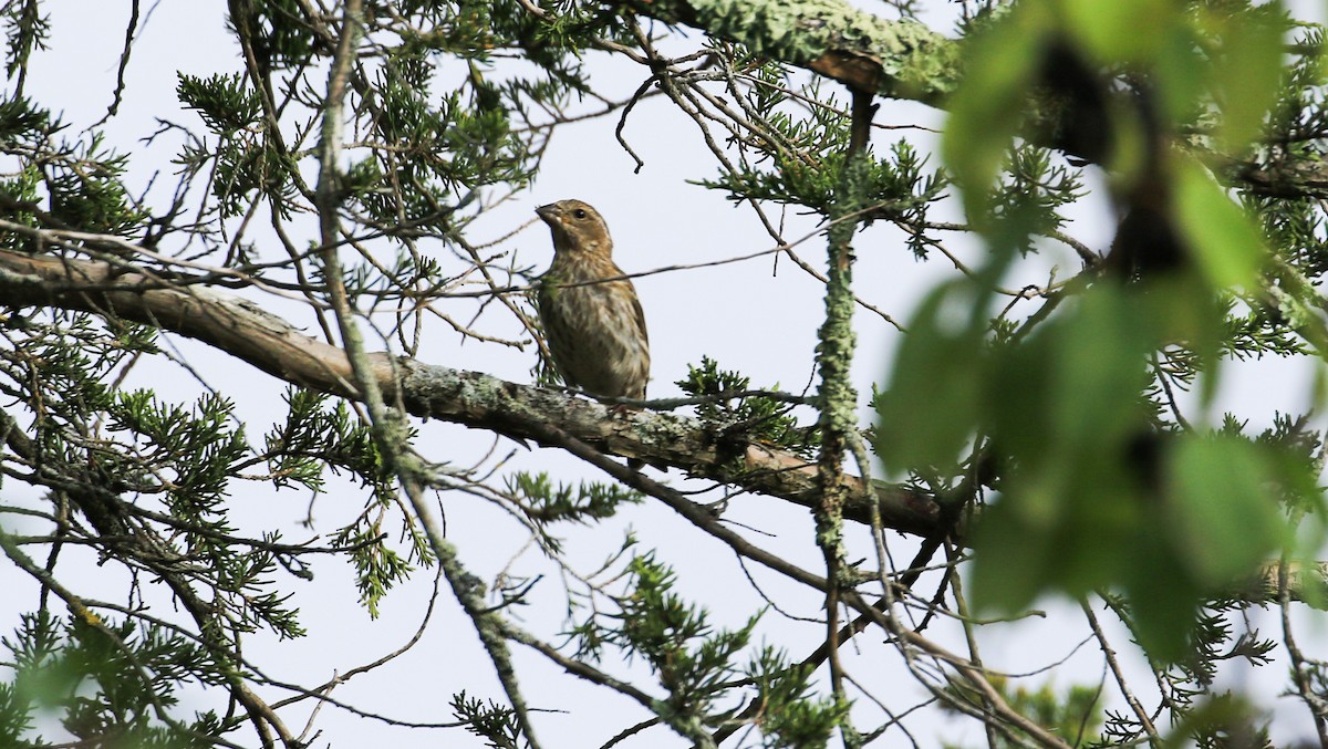 Purple Finch - ML642073319