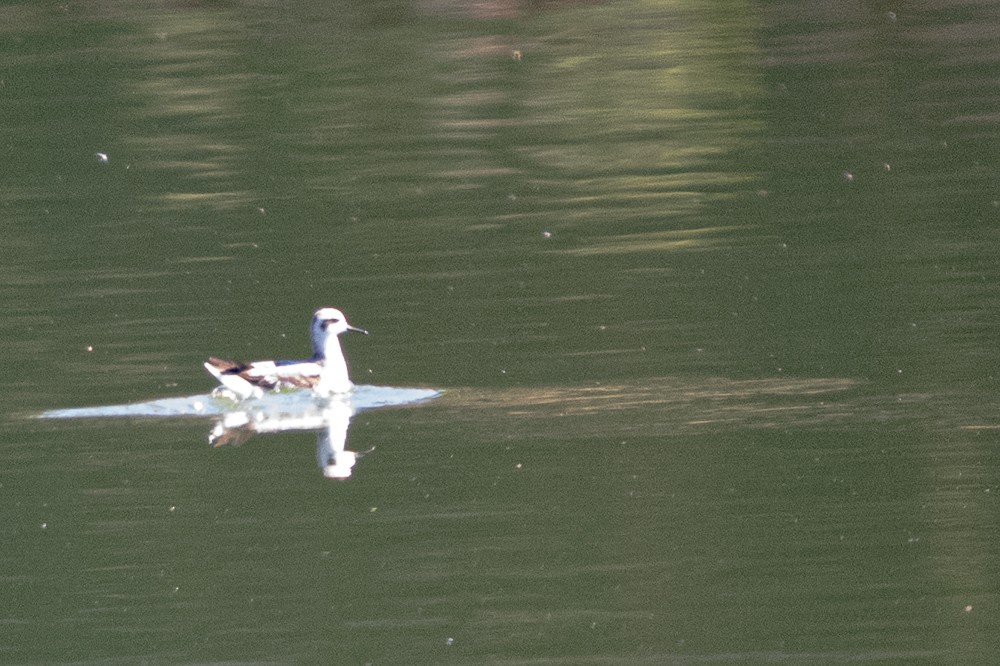 Red-necked Phalarope - ML642073320