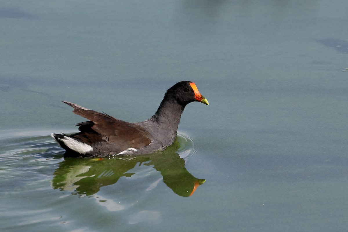 Common Gallinule - ML642073323