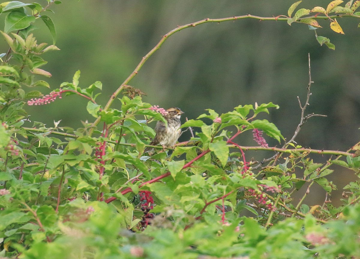 White-throated Sparrow - ML642073335
