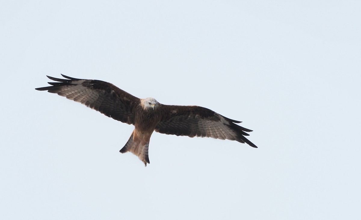Red Kite - ML642073339