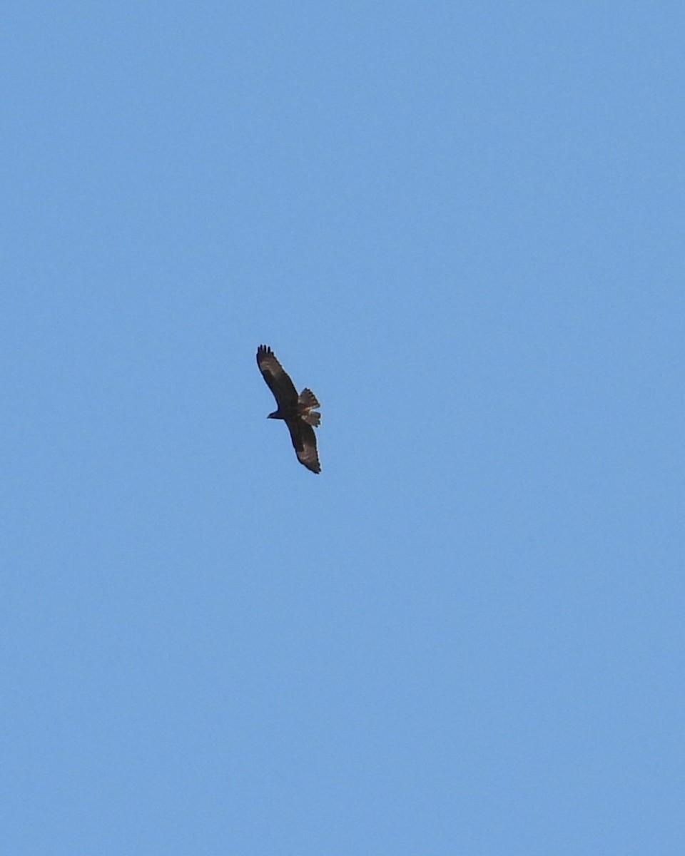 European Honey-buzzard - ML642073342